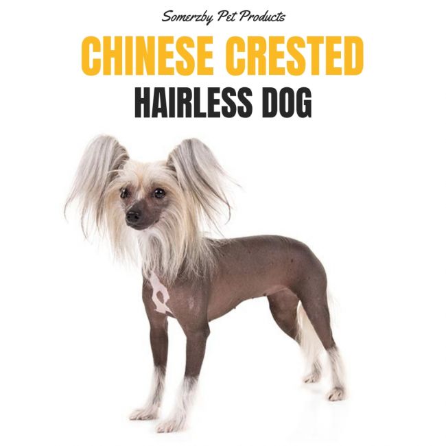 Chinese crested