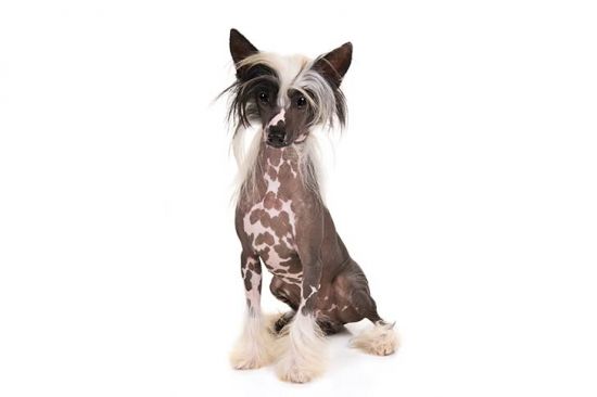 Chinese crested hairless dog
