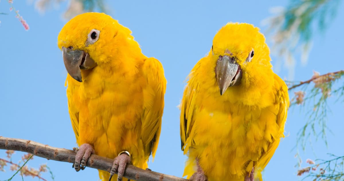 Conure Sun bird