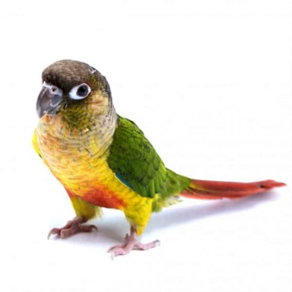 Conure