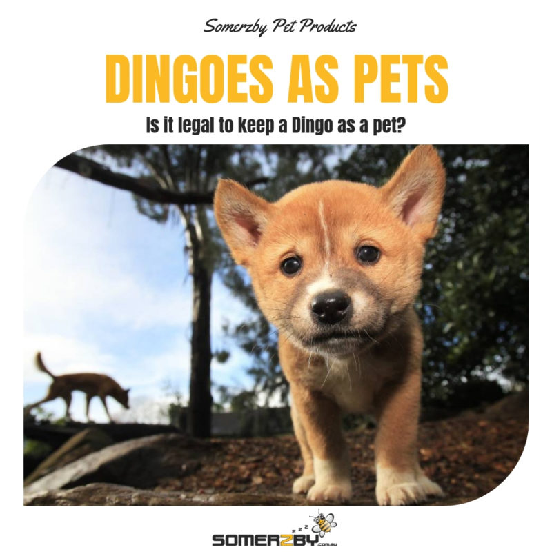 Dingoes as Pets