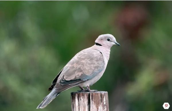 Dove and Pigeon