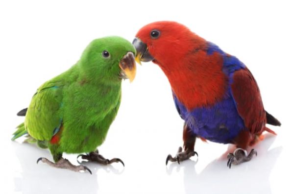 Eclectus Parrot