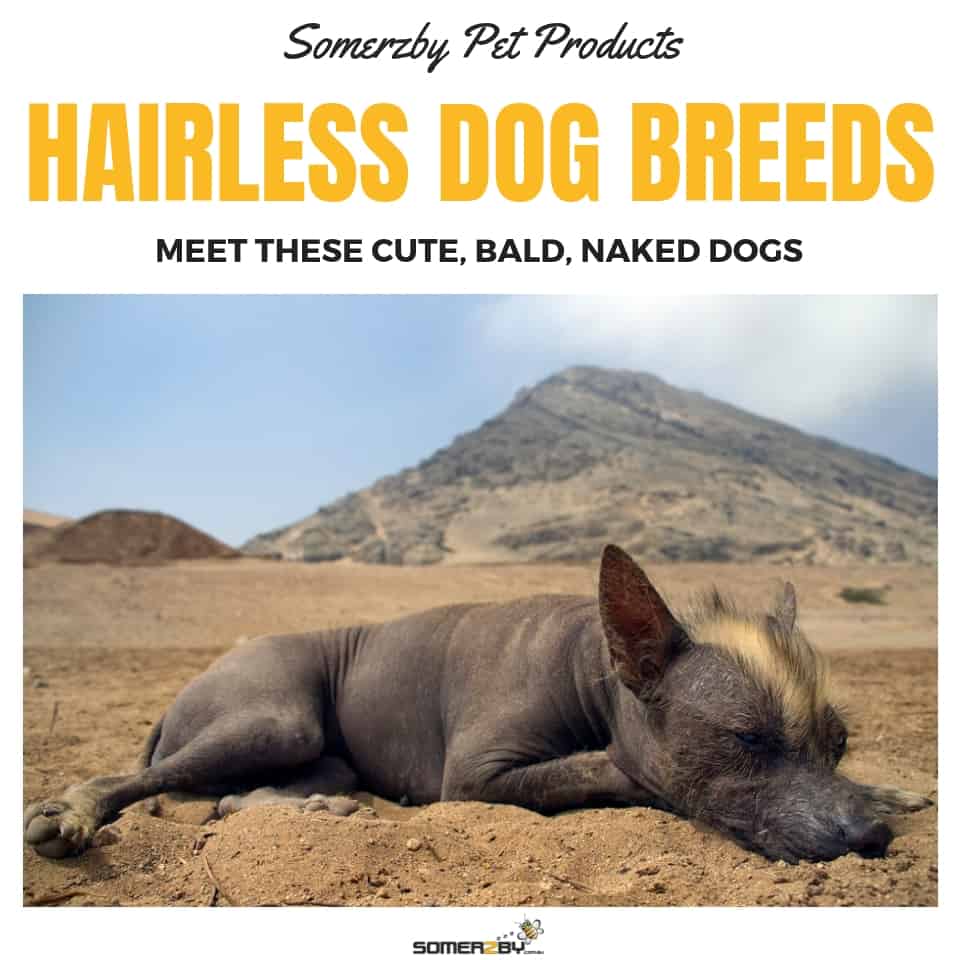 Hairless Dog Breeds - The Ultimate List of Hairless Dogs (2019)
