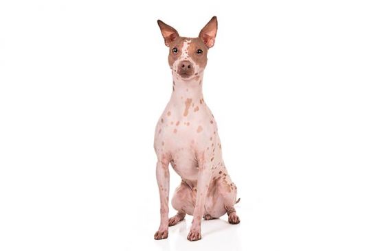 Hairless Terrier 2