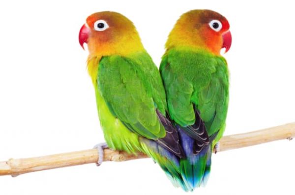 Lovebird