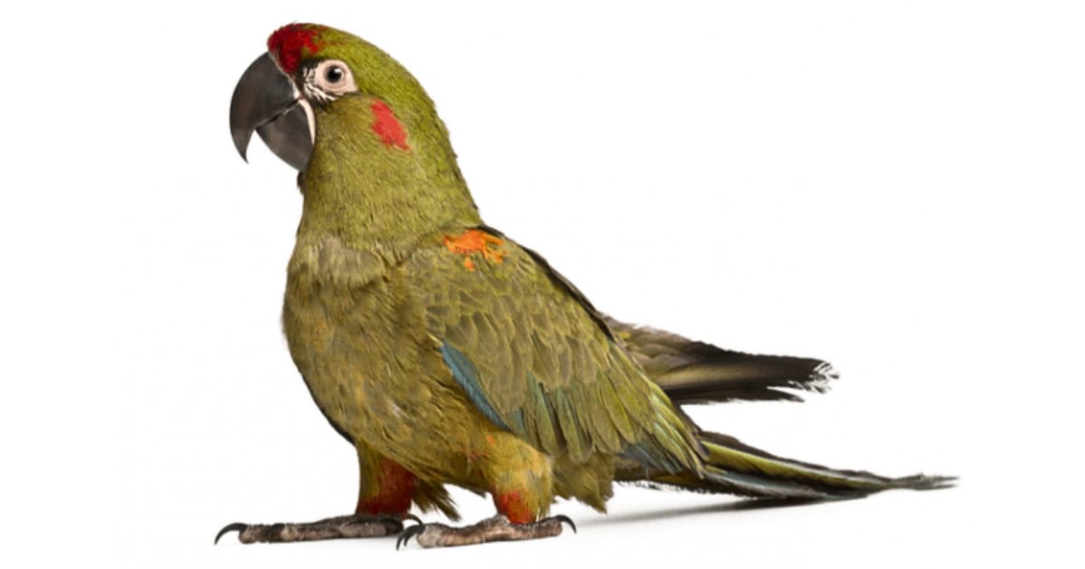Macaw Bird
