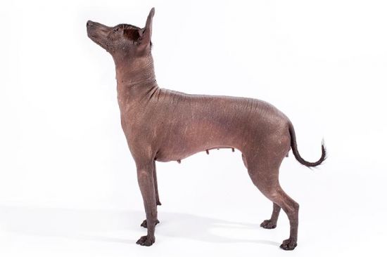 Mexican Hairless Dog side view