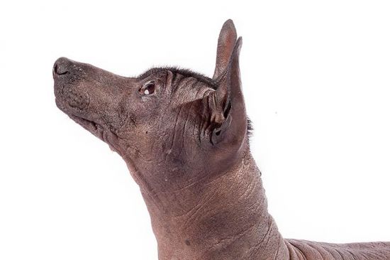 Mexican Hairless Dog side