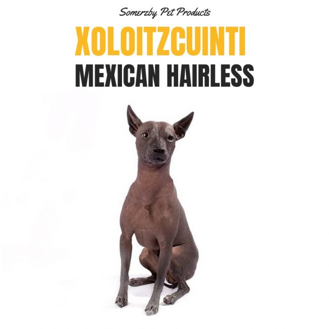 Mexican Hairless Dog