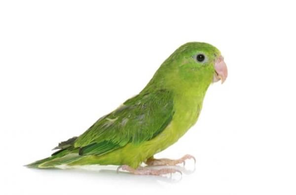 Parrotlet