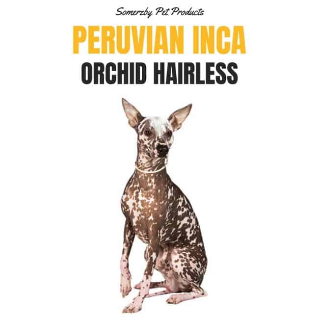 Peruvian Inca Orchid dog
