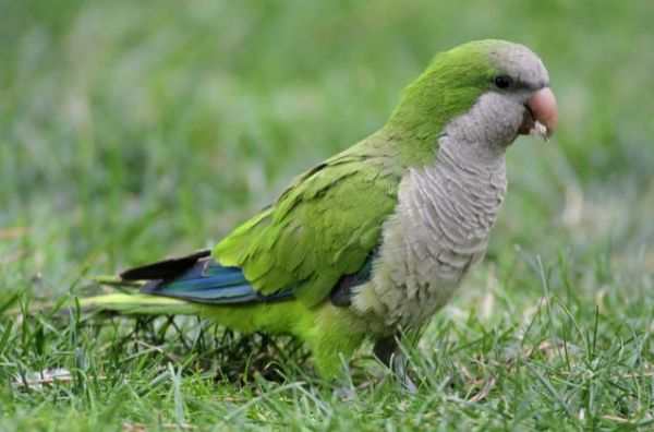 Quaker Parrot