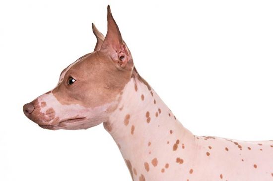 Side view of Hairless terrier