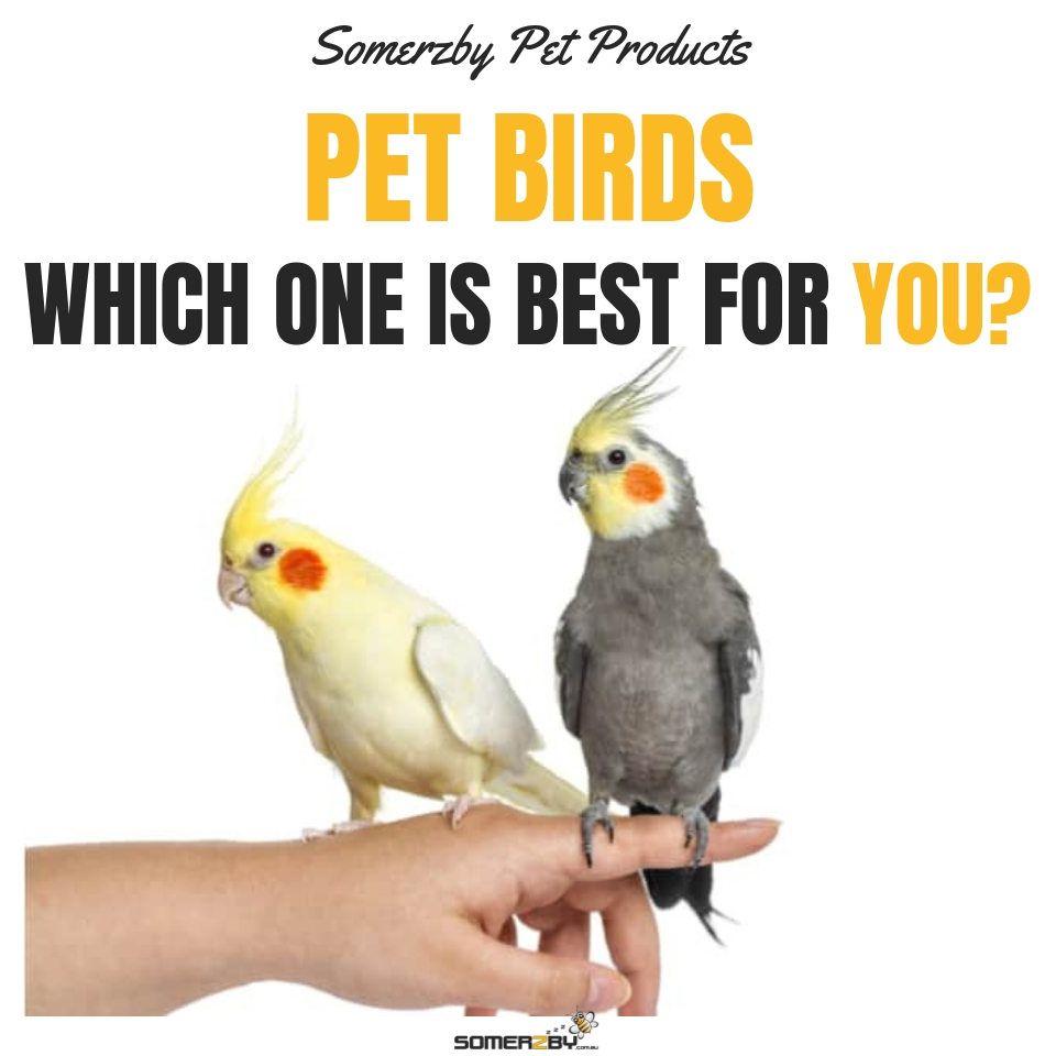 Birds as Pets The Ultimate Guide To Choosing The Right Pet Bird