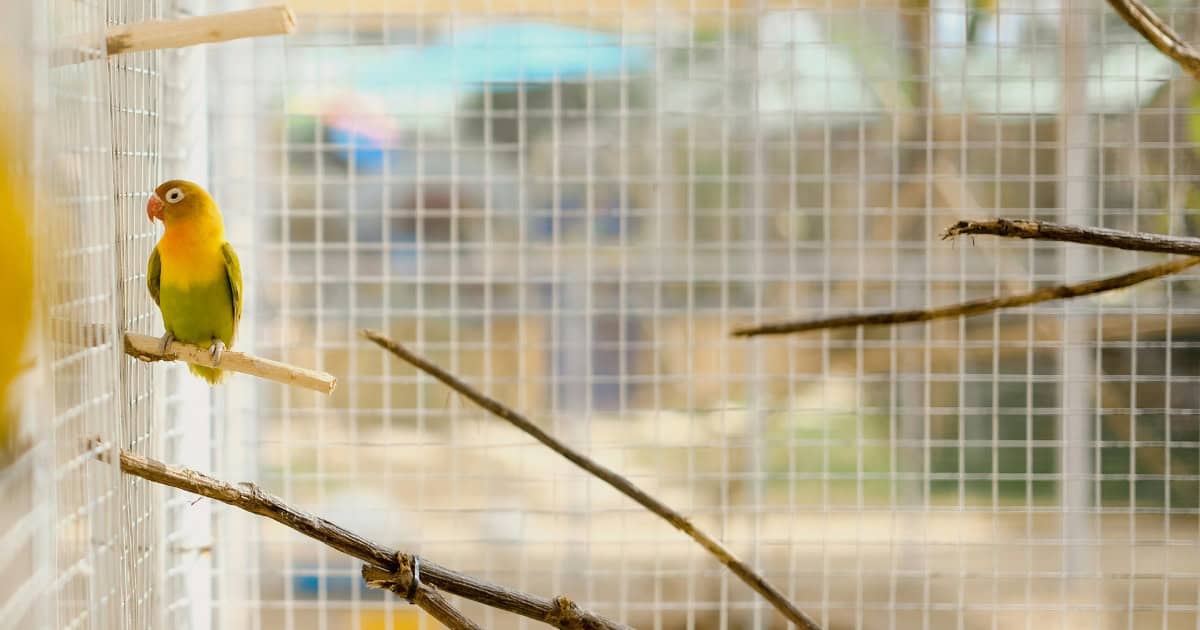 Bird Cage Info