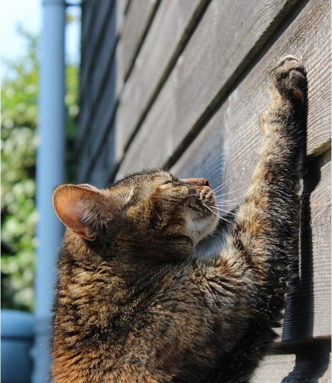 Cat scratching side of house