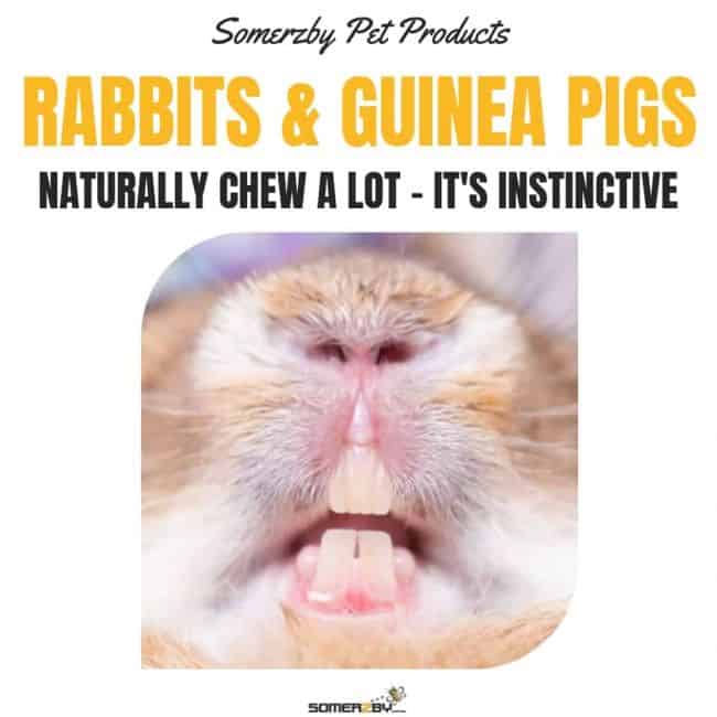 Guinea pigs and rabbits chew alot naturally