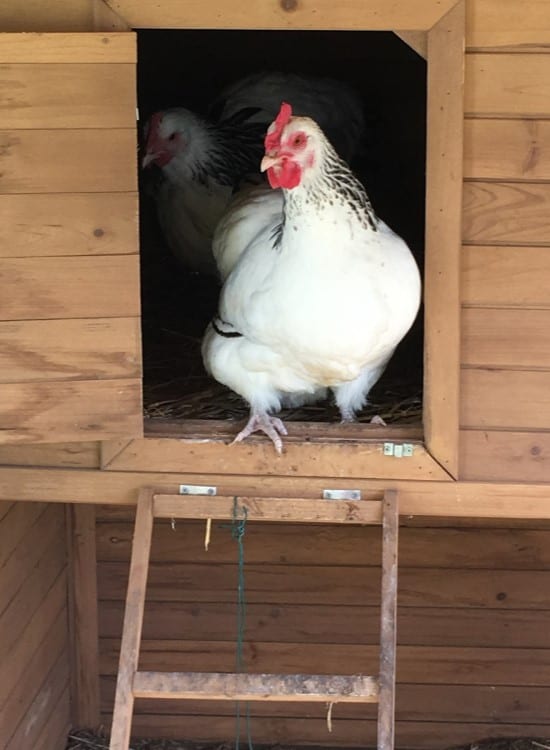 How much space do chickens need in a coop