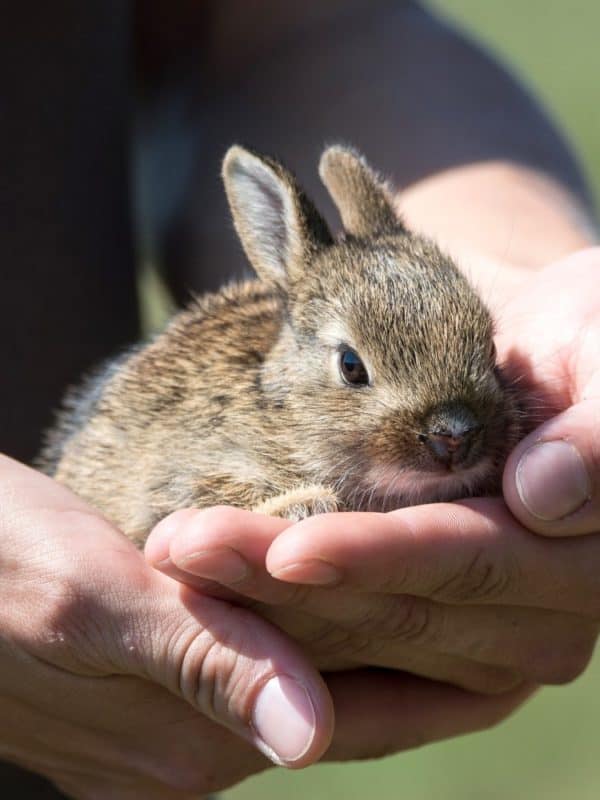 Pet Rabbits need to be kept safe