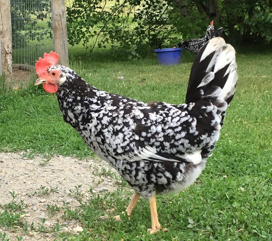 Ancona Black Chickens