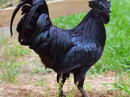 Ayam Cemani Black Chicken Breed