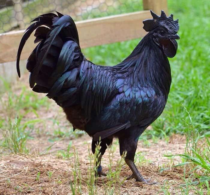 Ayam Cemani Black Chicken Breed Ayam Cemani Chickens: The Ultimate Breed Guide