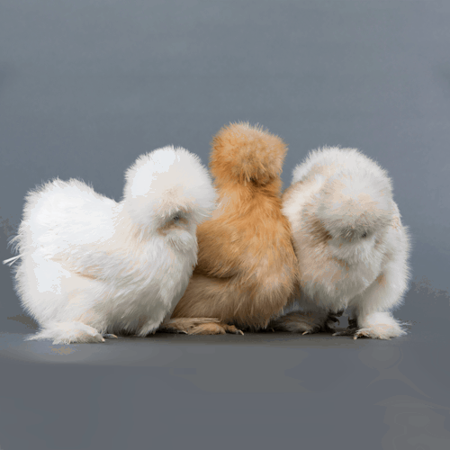 Silkie Chicken Color Chart