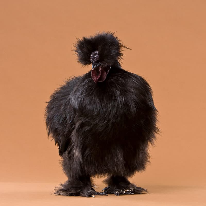 Black Silkie chicken breed