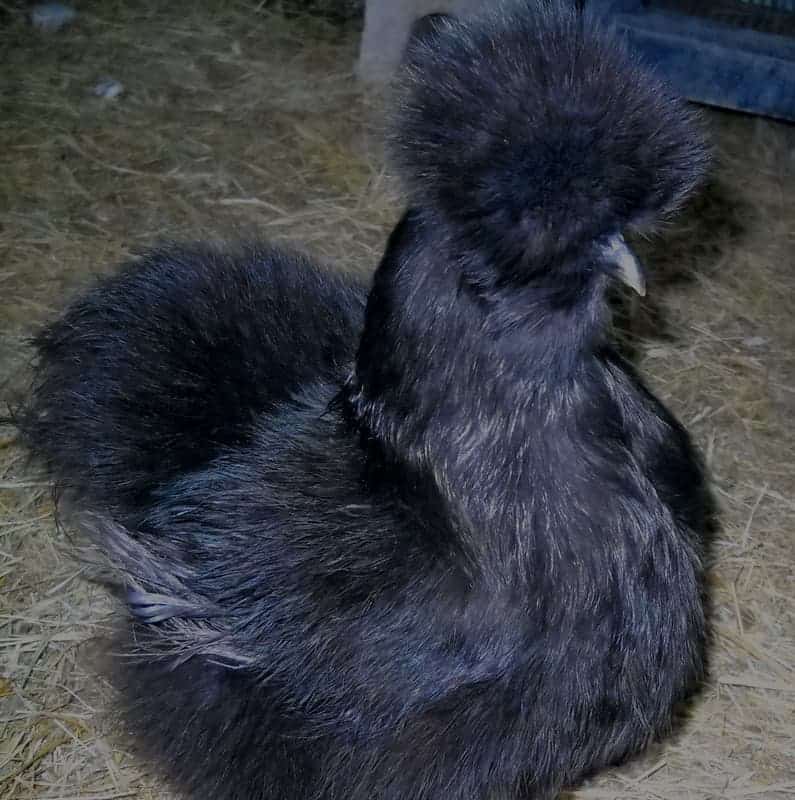 Blue / Black Silkie Chicken Breed