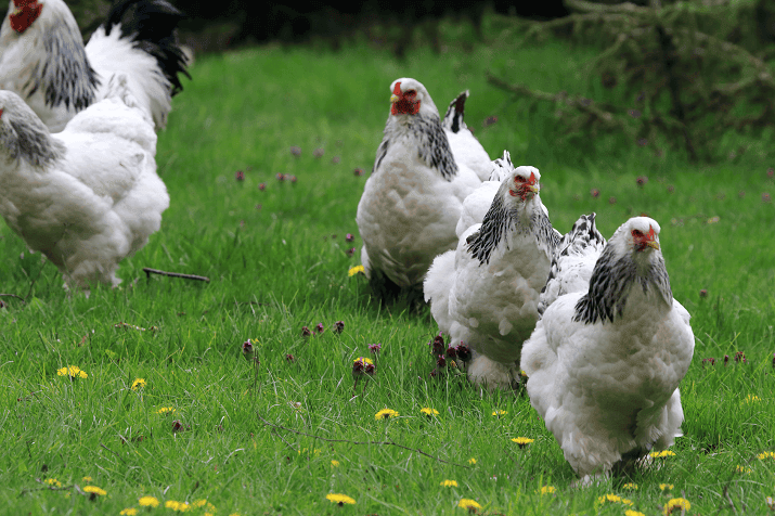 Black and White Brahma flock