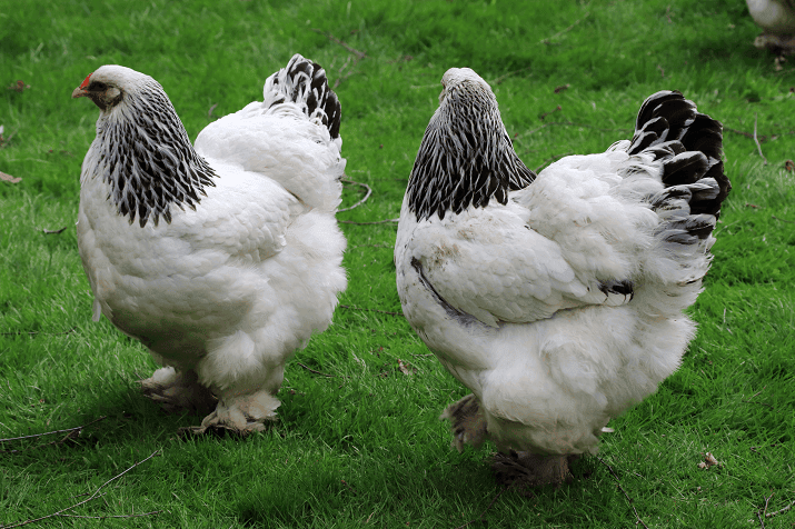 Brahma Chicken Breed : you know