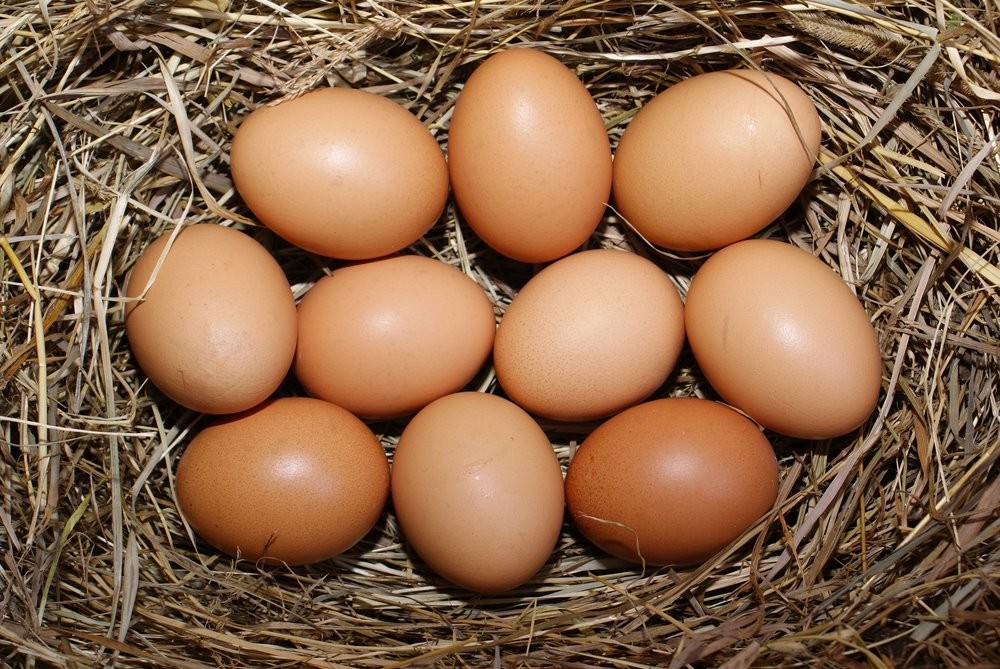 Brown Large Brahma Eggs. This Breed averages laying 3-4 large eggs a week