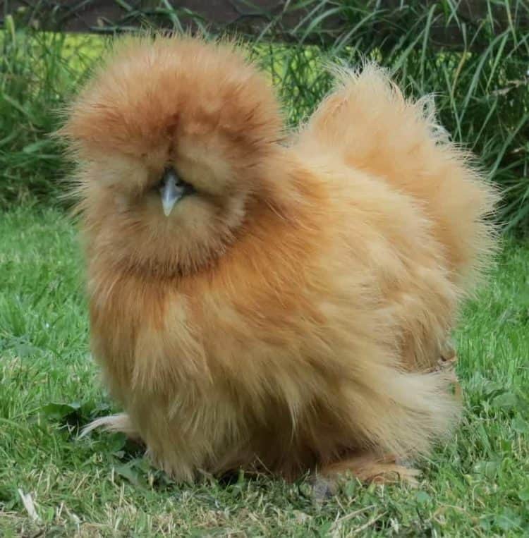 Brown traditional silkie chicken
