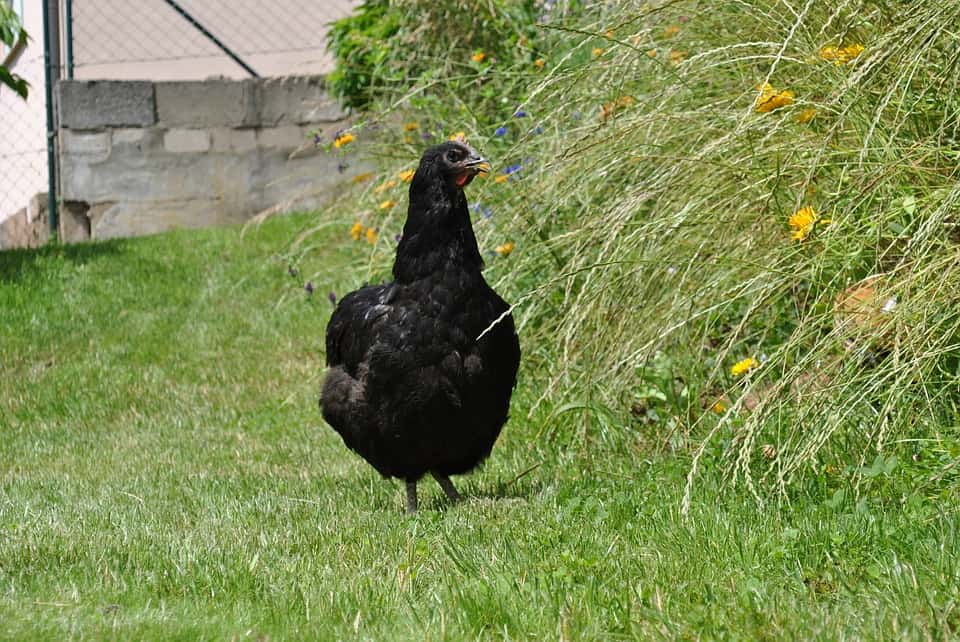 Jersey Giant Black Chicken Breed