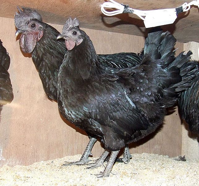 Kadaknath Black Chicken Breed