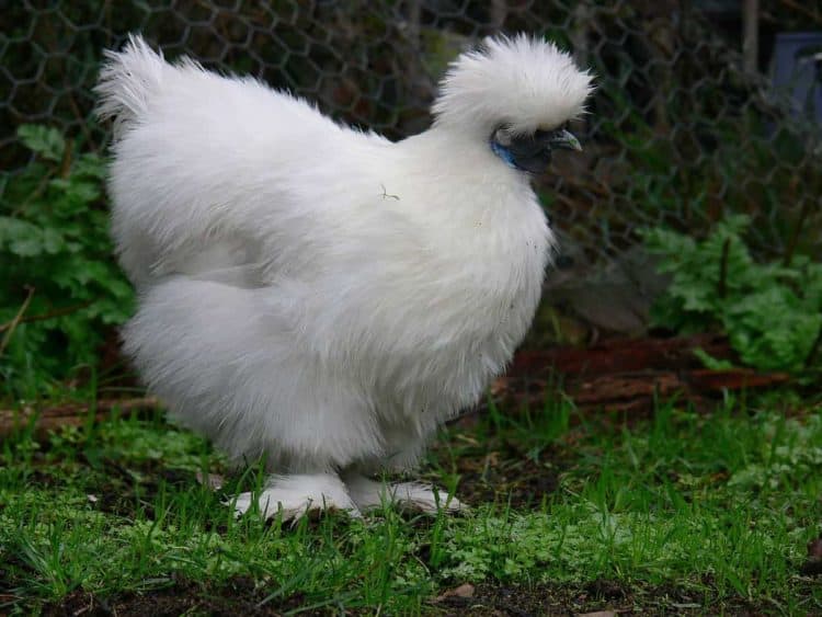 Non bearded white and black Silkie
