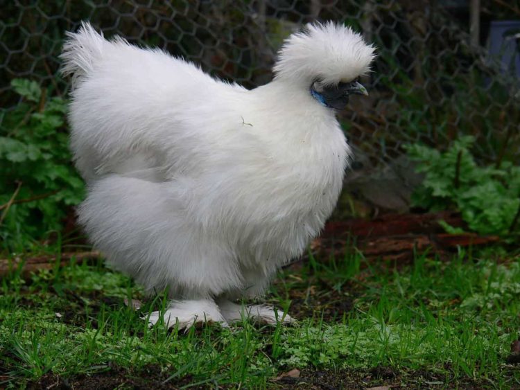 Non bearded white and black Silkie