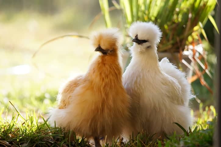 Silkie australia chickens breed
