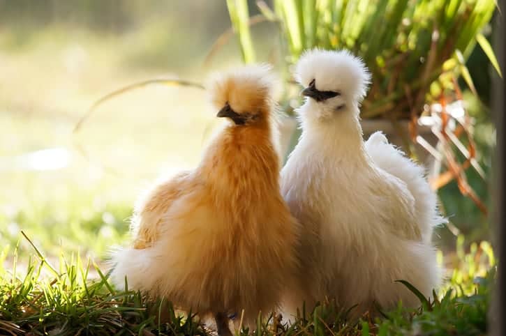 Silkie Chicken Color Chart