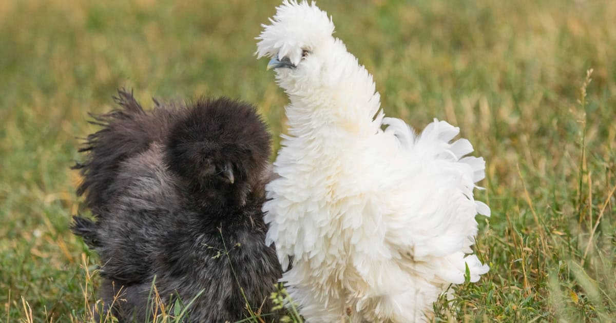 Silkie chicken appearance