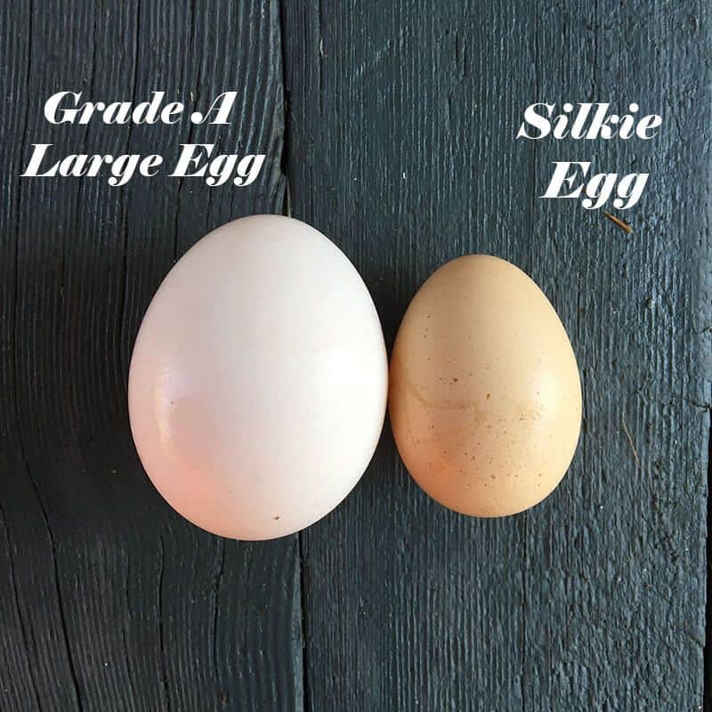 Small Traditional Silkie Eggs