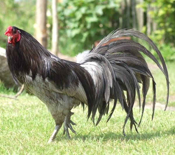 Sumatra Black Chicken Breed