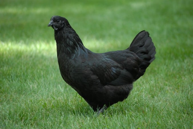 Svart Hona Black Chicken Breed