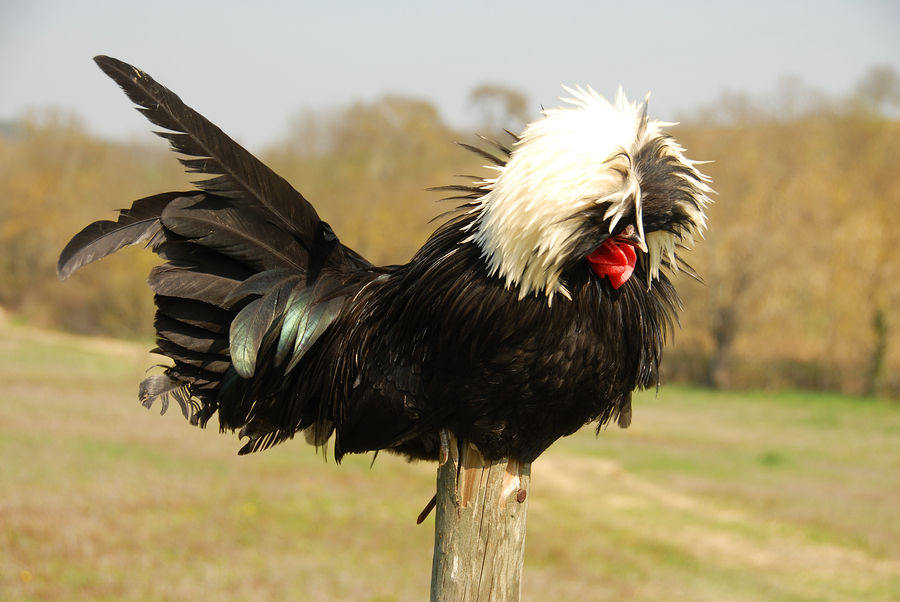 White Crested Black Polish Crested Chicken