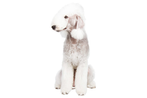 Bedlington Terrier