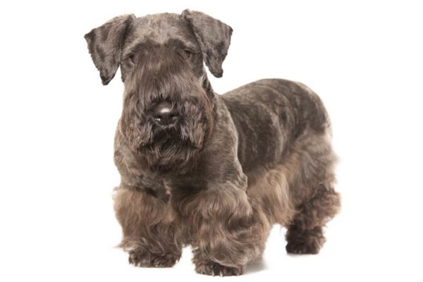 Cesky Terrier