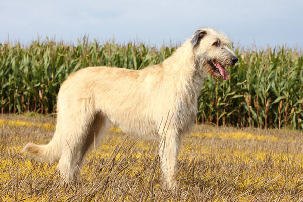 Irish Wolfhound Dog Breed