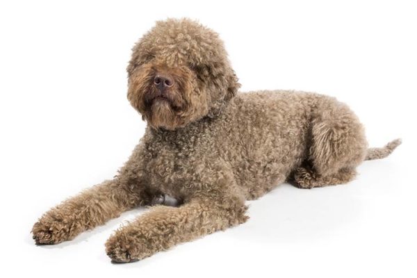 Lagotto Romagnolo Dog Breed