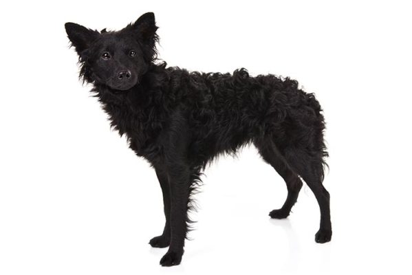 Mudi Dog Breed